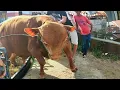 Download Lagu MENURUNKAN SAPI JUMBO UNIK TURUN LANGSUNG OLENG ‼️🔥🔥🔥