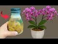 Download Lagu Hoe kweek je orchideeën? Geef water en meststof om ze het hele jaar door te laten bloeien.
