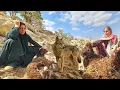 Download Lagu 🐺💥 Wolf Attack on Sheep 🐑 | Heartbreaking Moment for Nomad Family 😢