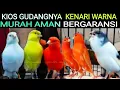 Download Lagu 🔴KIOS GUDANGNYA KENARI WARNA KENARI BERKUALITAS BERGARANSI DI PASAR BURUNG PRAMUKA HARI INI