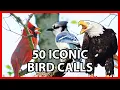 Download Lagu 50 Suara Burung yang Ikonik
