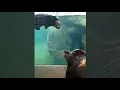 Sea Otter Meets Sea Lion