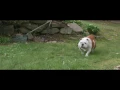 Dinosaur Jr. - Tiny (Official Video)