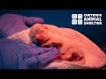Where Healing Begins Fostering at CAS