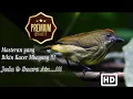 Download Lagu Masteran Pentis Raja ~  Musuh Langsung Birahi Masal (Suara Asli)