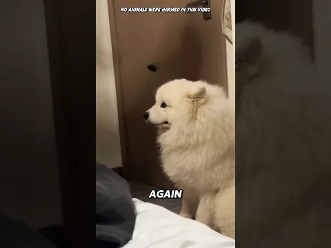 Nobody Wanted This Dog… Until She Found Him 🥺🐾#shorts #dogs
