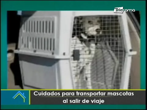 Cuidados para transportar mascotas al salir de viaje