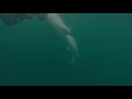 Download Lagu Great White Shark Warns Irresponsible Scuba Diver