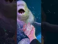 Download Lagu beluga whale