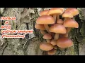 WENT INTO THE WILDERNESS ON A MUSHROOM-PICKING TRIP! MUSHROOM DECEMBER! The benefits and harms of...