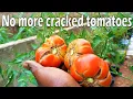 Why tomato fruits crack How to prevent this