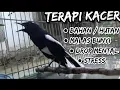 Download Lagu TERAPI AMPUH KACER MALAS BUNYI,DROP MENTAL,STRESS