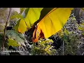 Download Lagu Private Tiny Little AMAZON JUNGLE in The Hague Laakkwartier