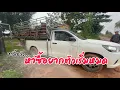 หาซื้อยาก วัวหมด | สวนฟาร์มความสุข