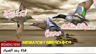 صوت رحله العودة المصجعر شرشير صيفي الحذاف الشتوي ابو مجرفه البربش 