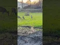Lagu Meet some deer’s while fall walking pt 2 #animal #deer #walk #sweden