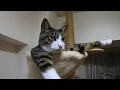 Download Lagu 瞑想をする猫　モンモンを見せつけてますね～。　暴れ猫/保護猫ハナ♂