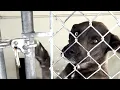 Download Lagu Dog's emotional response when woman takes him out of shelter