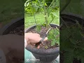 Download Lagu How To Prune Tomatoes: SO EASY! 🍅          #gardeningtips #garden #tomato #pruning #country