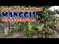 Lagu Teknik Pemupukan Manggis Agar Cepat Berbuah