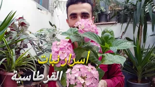 زراعة نبات القرطاسية في المنزل 