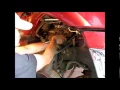 Removing the Starter from a 2000 5 4L Ford F150