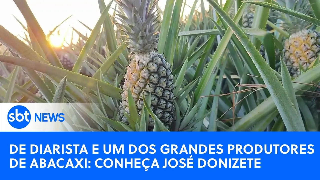 De diarista e um dos grandes produtores de abacaxi: conheça José Donizete  | #SBTNewsnaTV (10/07/23)
