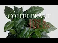 Download Lagu Coffee Plant Tips \u0026 Tricks by Focus New York