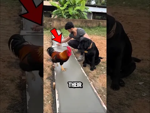 A Rooster Stepped on Their Wet Cement, and Then THIS Happened!😱