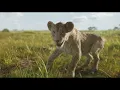 Disney’s Mufasa: The Lion King | I Always Wanted A Brother | In Cinemas Now