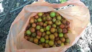 jujube fruit harvesting in my village elantha pazham