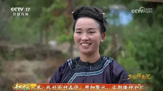 《三农群英汇》 20260912 匠心侗寨绘新颜 | 农业致富经 Agriculture And Farming