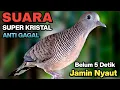 Download Lagu Perkutut lokal gacor suara paling ampuh untuk pancingan burung perkutut agar cepat bunyi