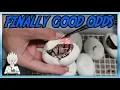 CUTTING MORE BALL PYTHON EGGS