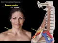 Download Lagu Muscles of the neck