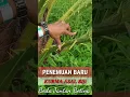 Download Lagu INI RAHASIA !!! KURMA BETINA