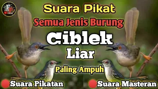 suara pikat semua jenis burung ciblek liar paling ampuh