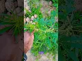 Download Lagu Bhangara plant#bhang plant#bhangdi.