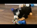 F1 Mini Bernedoodles