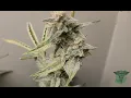 Yehsence Y-4000 LED White Widow Auto Foop Organic Bioscience nutrients ILGM Seeds Training Topping