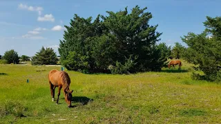 Sailing Summer Rules in Beaufort NC with Wild Horses – Ep 14