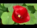 Full Video - Bhajare Re | Mysore Vasudevacharya | Abheri | Adi | Electric Guitar| Vijay Kumar |