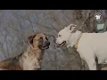 Download Lagu Issa Guyanese Ting - Season 3 - Episode 1: Guyanese Animals - The Potcake