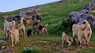 مبيت راعي غنم بالجبال مع الذئاب وكلاب الكانجال دندنها