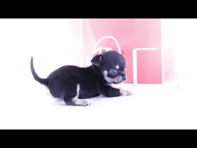 動画