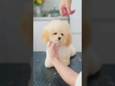 小さな可愛すぎるトイプーの子犬をトリミングしたら・・・✂️