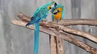 يا نور الهدى يا رسول الله دندنها