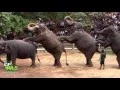 Download Lagu Elephants Dance At Dehiwala National Zoo (Sri Lanka)