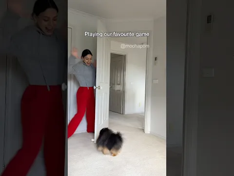 Playing our favourite game 🤗 #dog #pomeranian