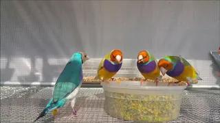 معلومات لكل مربي مبتدئ لطيور الكولديان فينش 